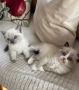породисти котенца, снимка 5