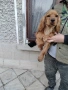 Кокер Шпаньол , снимка 2