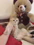 МАМА,ТАТИ И БЕБЕТА.ЗЛАТНИ ЧИНЧИЛИ, снимка 4