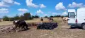 Угнила говежда тор в чували, снимка 3