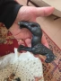 Schleich made in Tunisia, снимка 6