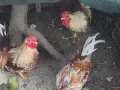 Шабо Петлета 5 бр, снимка 1