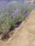 Лавандула, снимка 2