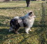 Шотландска овчарка/Коли, снимка 4