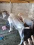 Коза, Пръч и коч за разплод, снимка 1