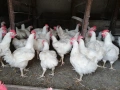 Петли Бройлери,кокошки , яйца, носачки,ярки,пилета, снимка 1