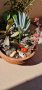 Композиция в керамична саксия, снимка 1 - Стайни растения - 41557115
