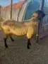 Продавам Коч-дзвизак , снимка 1
