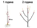     Райска ябълка Налични 3 сорта сорт  "Джиро"( Чинибули) , Фую И Костата, снимка 5