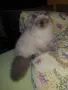 Британски дългокосмести котета , снимка 7