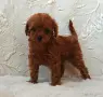 Той пуделчета момиченца, снимка 4