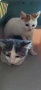 продавам 2 малки котки , снимка 7