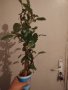 Плектрантус, снимка 1 - Градински цветя и растения - 42005485
