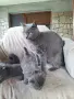 Британски дългокосмести котета , снимка 10
