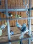 Вълнисти папагали и Корели , снимка 10