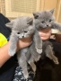 Уникални британски котенца , снимка 2