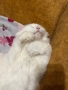Продавам Ангора, снимка 6