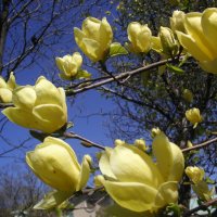 Magnolia Yellow Bird (Магнолия Жълта птица), снимка 2 - Градински цветя и растения - 41223368