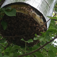 Пчелни отводки, снимка 5 - Други животни - 44806576
