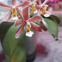 Ароматна Орхидея Спайдър ПРОДАДЕНА, снимка 3 - Стайни растения - 44464101