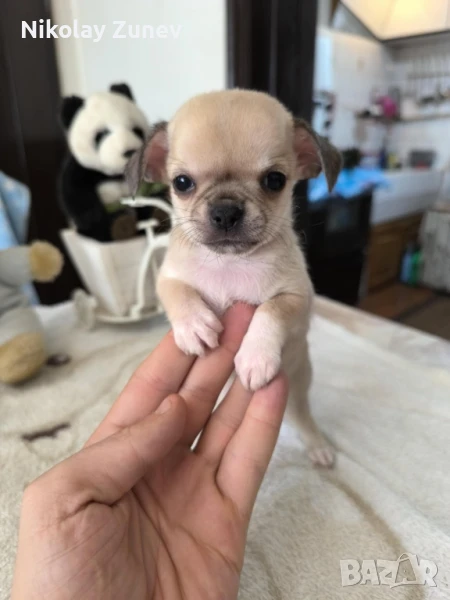 Мъжко късокосместо чихуахуа , снимка 1