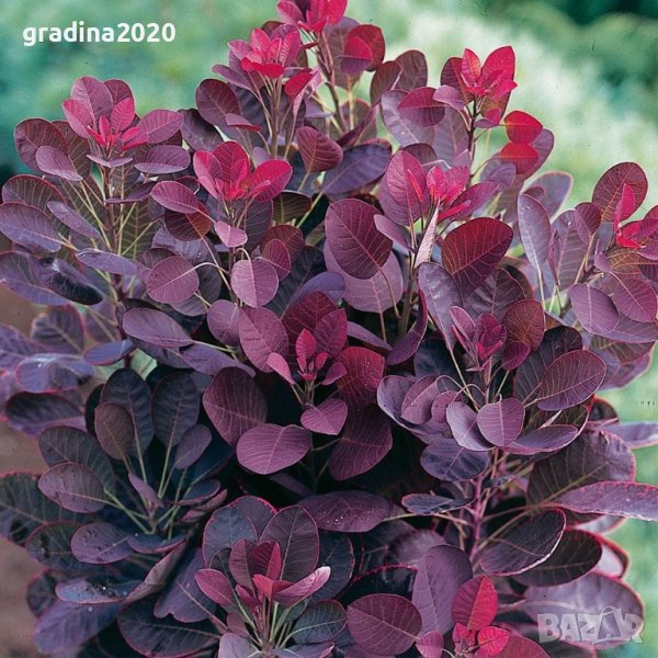 Червена Смрадлика (Cotinus coggygria 'Royal Purple'), снимка 1