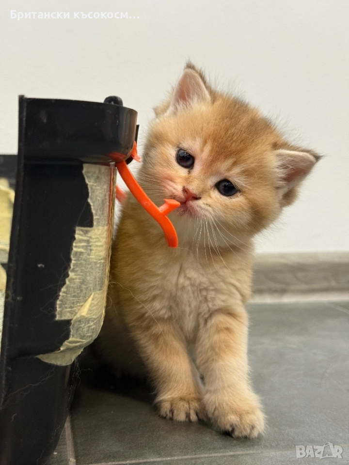 Британски късокосмести , снимка 1
