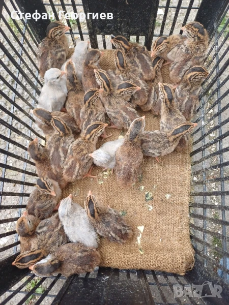 малки токачки , снимка 1