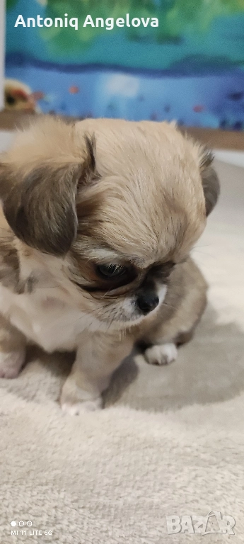 момиченце с първа ваксина , снимка 1