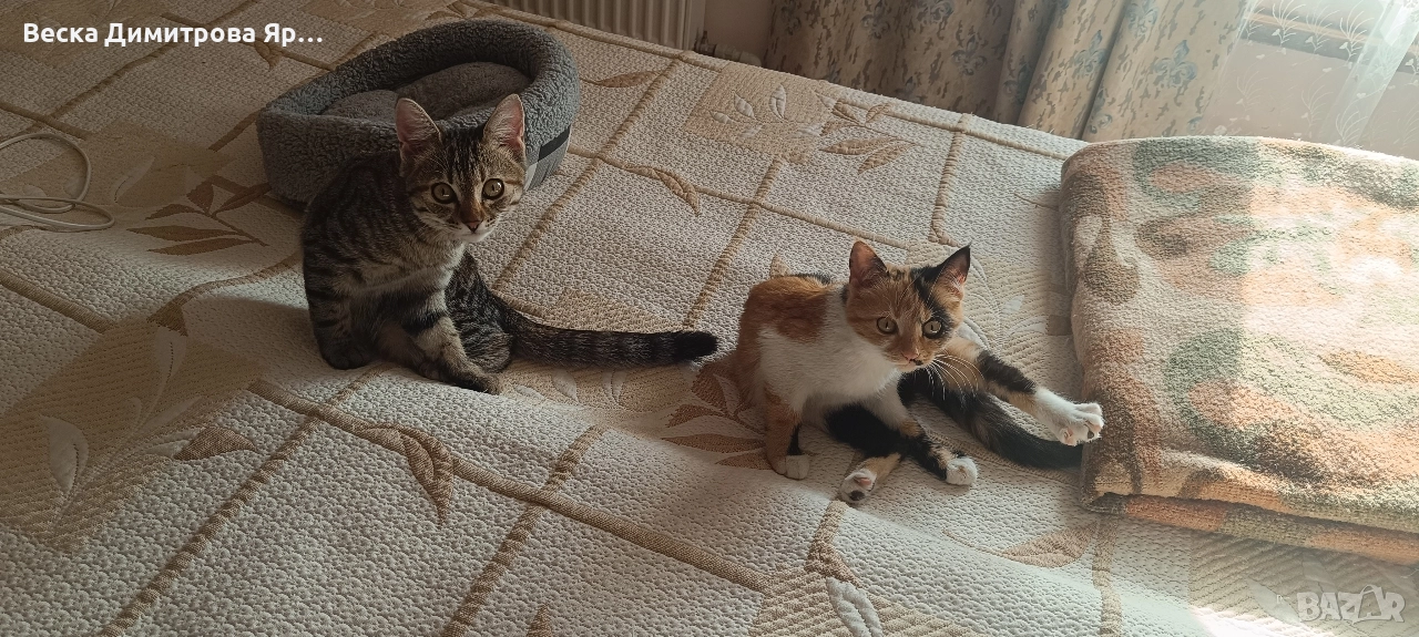 Подарявам котенца , снимка 1