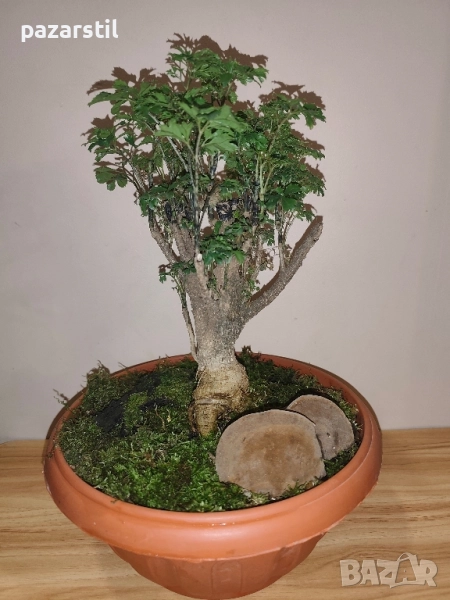 Полисция - бонсай, снимка 1