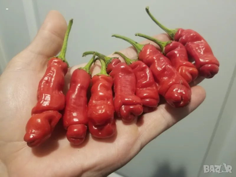 ПРОМО! 10 бр. разсад Peter Pepper Люти чушки с екзотична форма, снимка 1