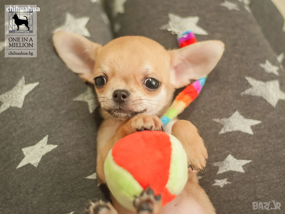 Чихуахуа с FCI родословия от ONE IN A MILLION, снимка 1