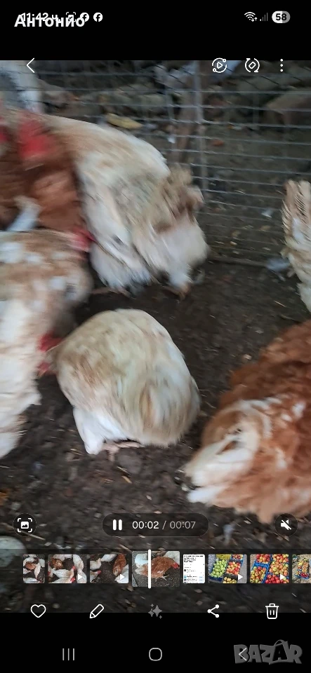 Продавам кокошки носачки , снимка 1