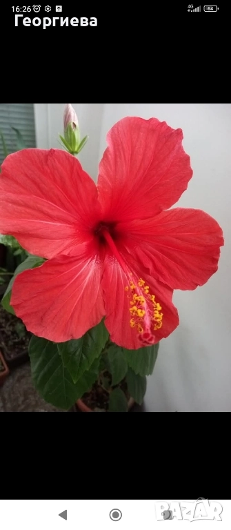 хибискус, снимка 1