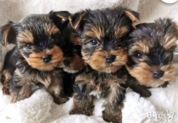 Йоркширски териер , снимка 1