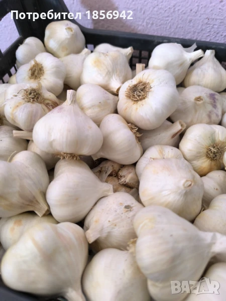 Чесън, снимка 1