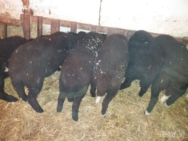 продавам агнета...., снимка 1