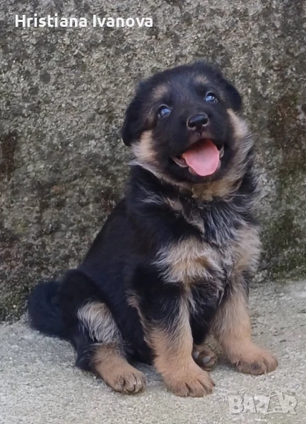 Продавам малки чистокръвни немски овчарки, снимка 1