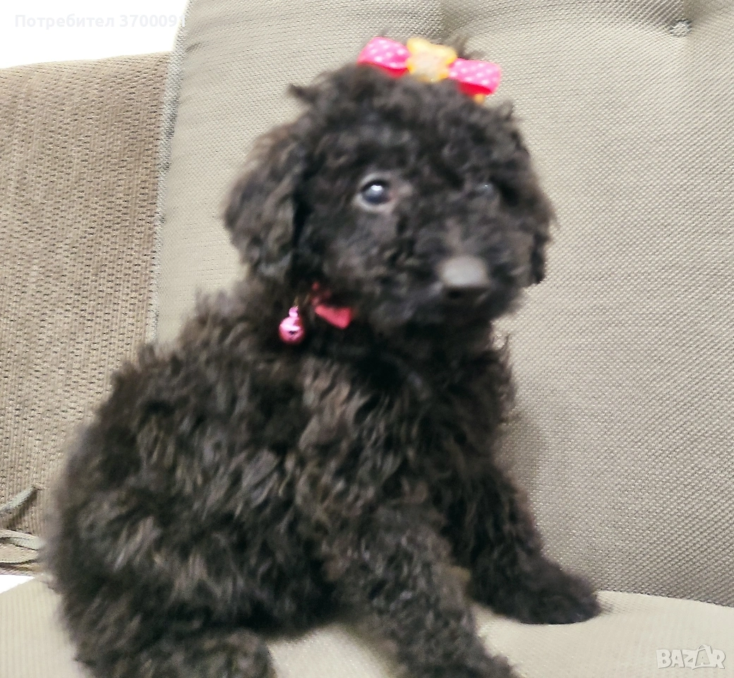 пудел / мини пуделче, снимка 1