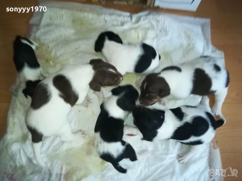 ПРОДАВАМЕ КУТРЕТА-ДЖАК РЪСЕЛ 250ЛВ ЗА 1БР 0309251809, снимка 1