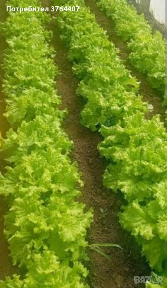 Продавам маруля, снимка 1