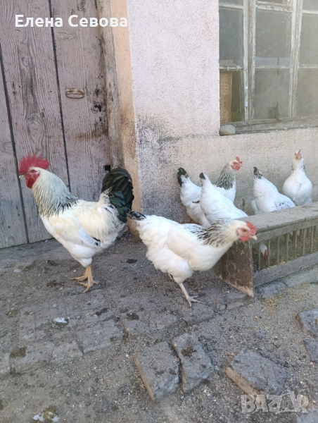 Яйца за люпене от светъл съсекс , снимка 1