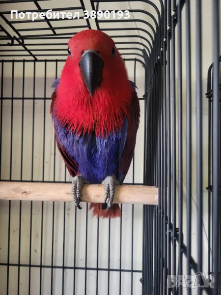 Женски еклектус , снимка 1