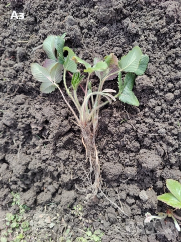 продавам разсад на български ягоди, снимка 3 - Разсади - 53803654