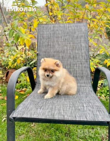 Померан момиче със втора ваксина. Померанче, снимка 6 - Померан - 52633545