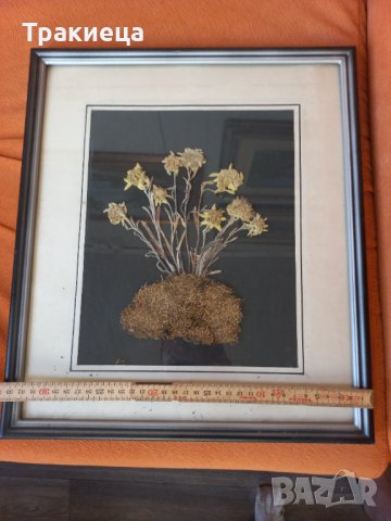 Еделвайс хербарий-уникат, снимка 3 - Антикварни и старинни предмети - 41946726