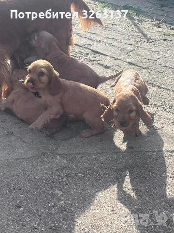 Кокер шпаньоли, снимка 4 - Кокер шпаньол - 53756053
