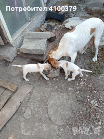 Пойнтери, снимка 2 - Пойнтер - 53163591