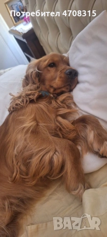 Кокер шпаньол червен момче, снимка 6 - Кокер шпаньол - 53274879
